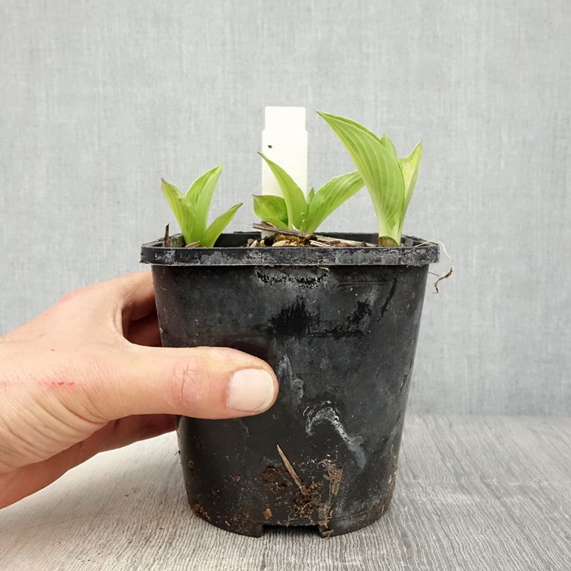 Hosta Broad Street 1.5L/2L pot sample as delivered in spring