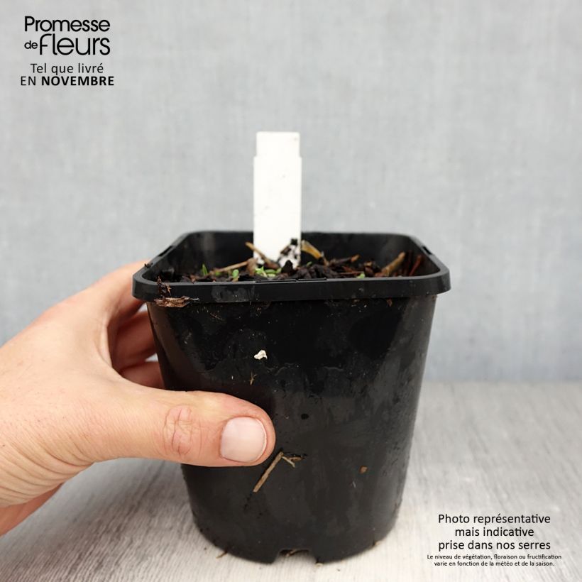 Hosta Broadway 1.5L/2L pot sample as delivered in autumn