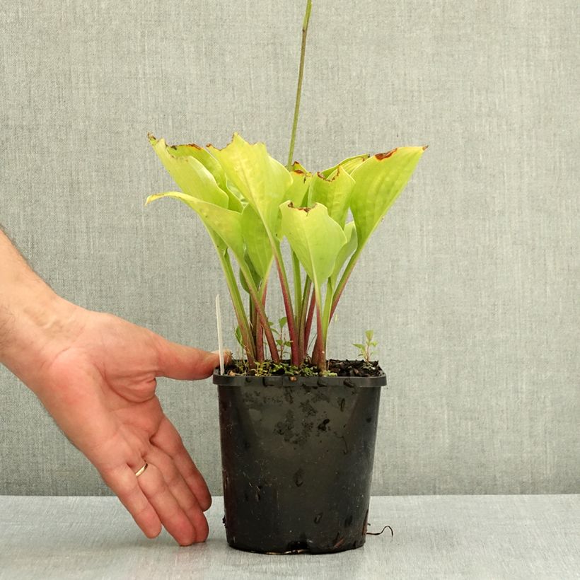 Hosta Celtic Uplands Pot de 1,5L/2L sample as delivered in summer
