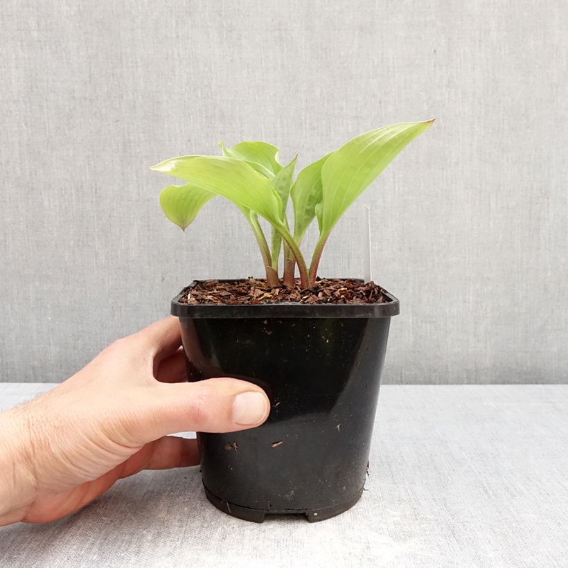 Hosta Celtic Uplands 1.5L/2L pot sample as delivered in spring