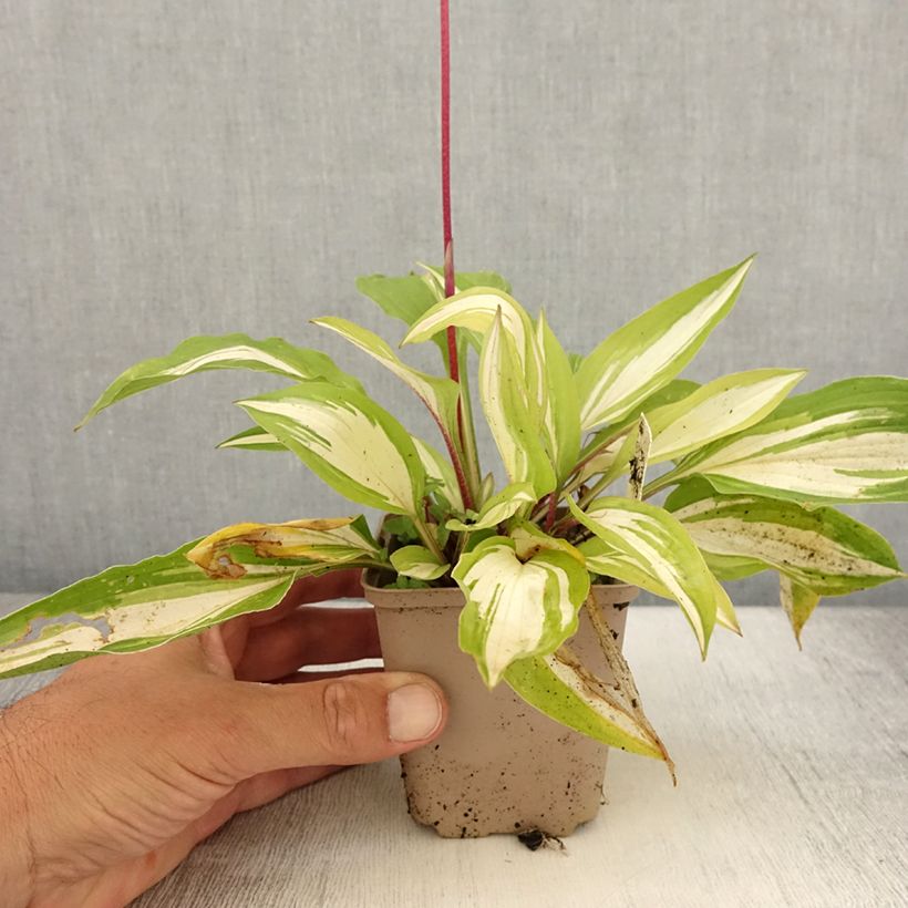 Hosta Cherry Berry 8/9 cm pot sample as delivered in summer