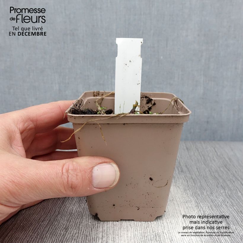 Hosta Cherry Berry 8/9 cm pot sample as delivered in winter
