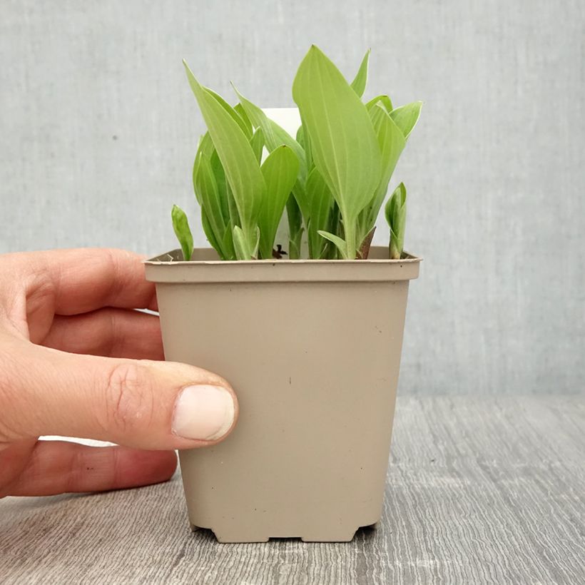 Hosta clausa var. normalis 8/9 cm pot sample as delivered in spring