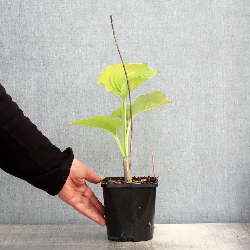 Hosta Coast to Coast 1.5L/2L pot sample as delivered in spring