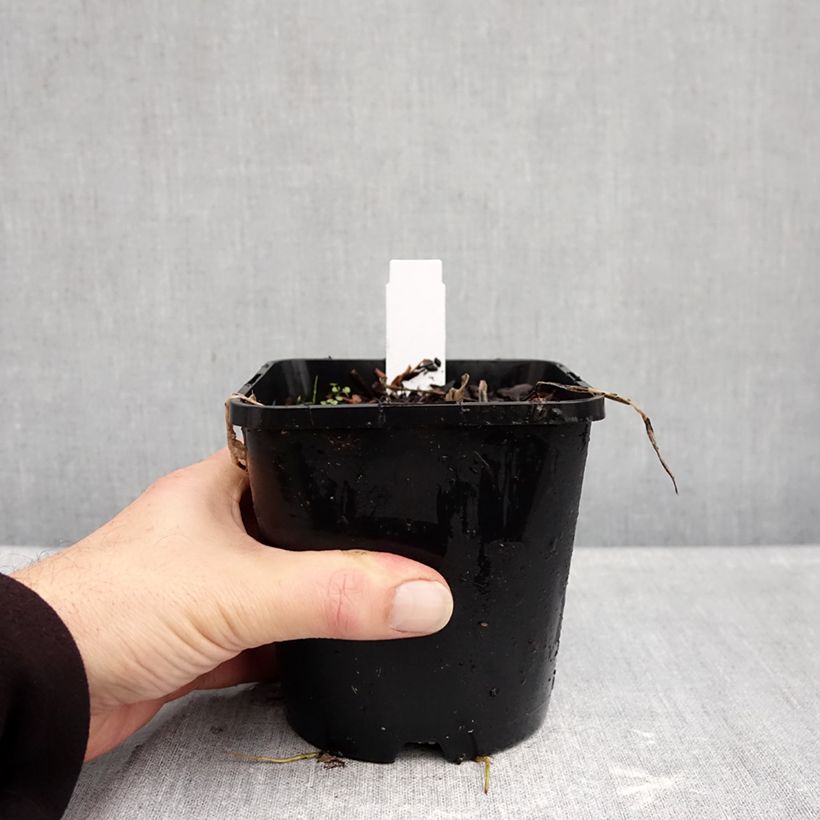 Hosta Curly Fries 1.5L/2L pot sample as delivered in autumn