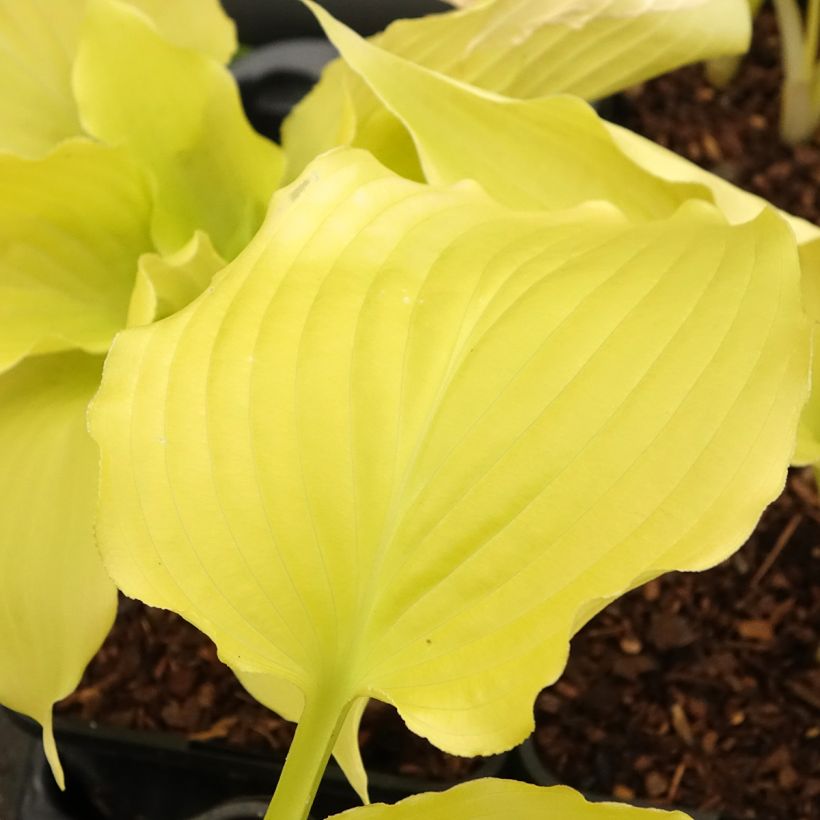 Hosta Dancing Queen (Foliage)