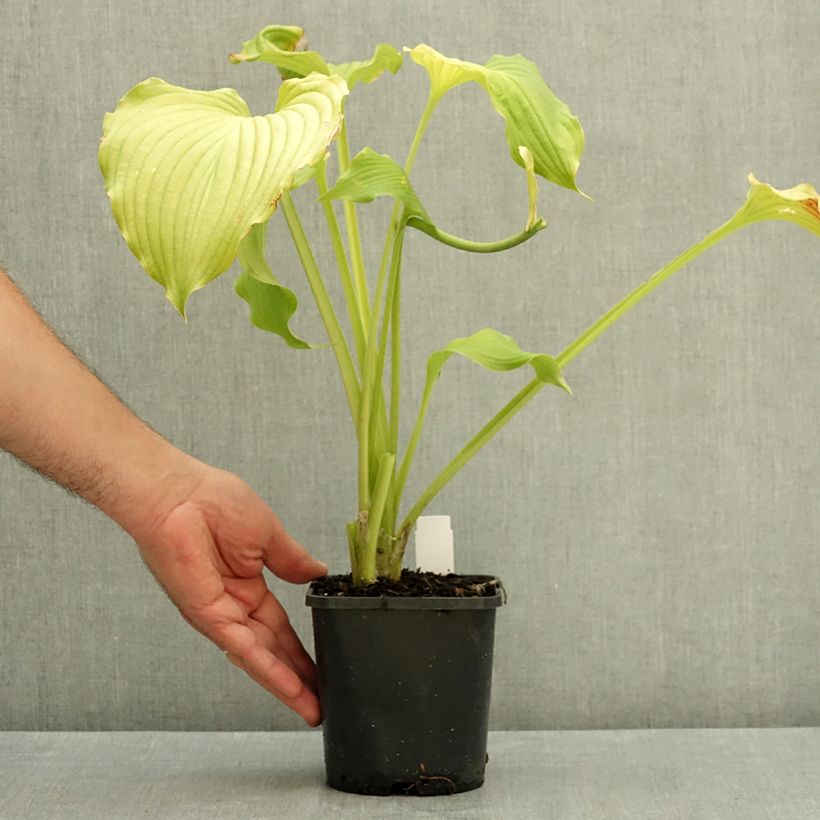 Hosta Dancing Queen 1.5L/2L pot sample as delivered in summer