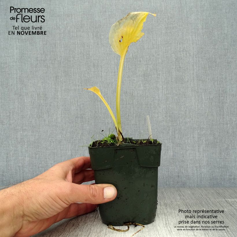 Hosta Delta Dawn 8/9 cm pot sample as delivered in autumn