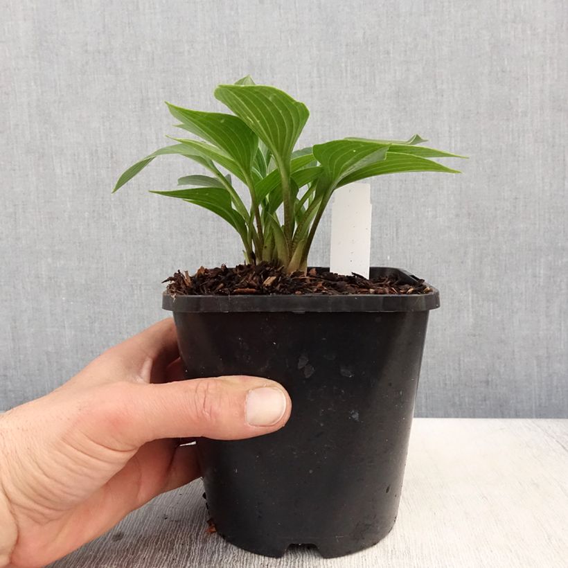 Hosta Devon Green 1.5L/2L pot sample as delivered in spring