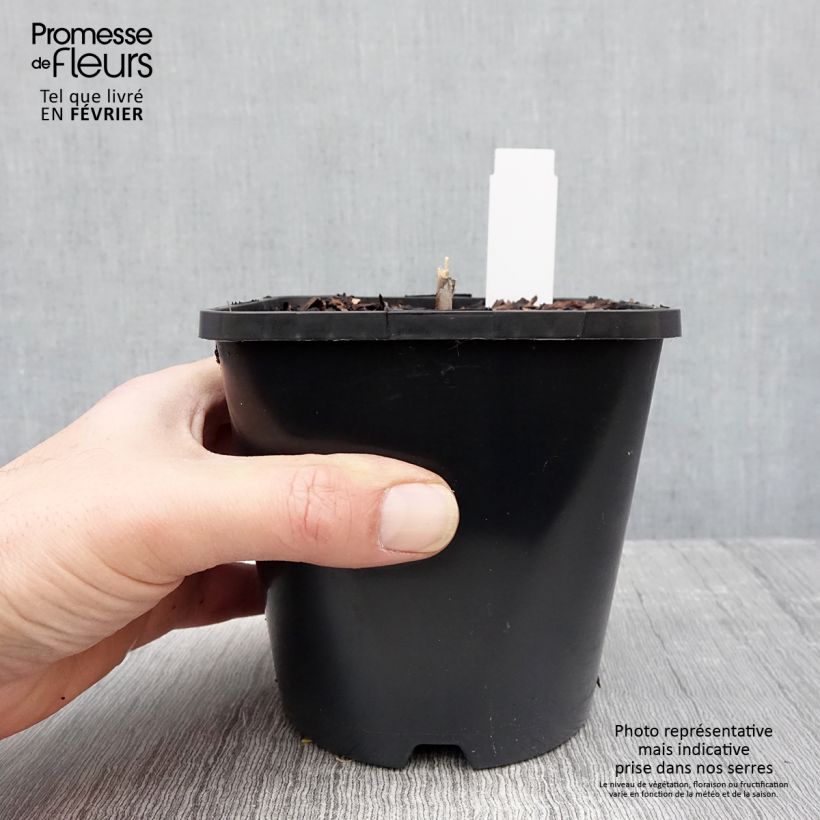 Hosta Diamond Lake 1.5L/2L pot sample as delivered in winter