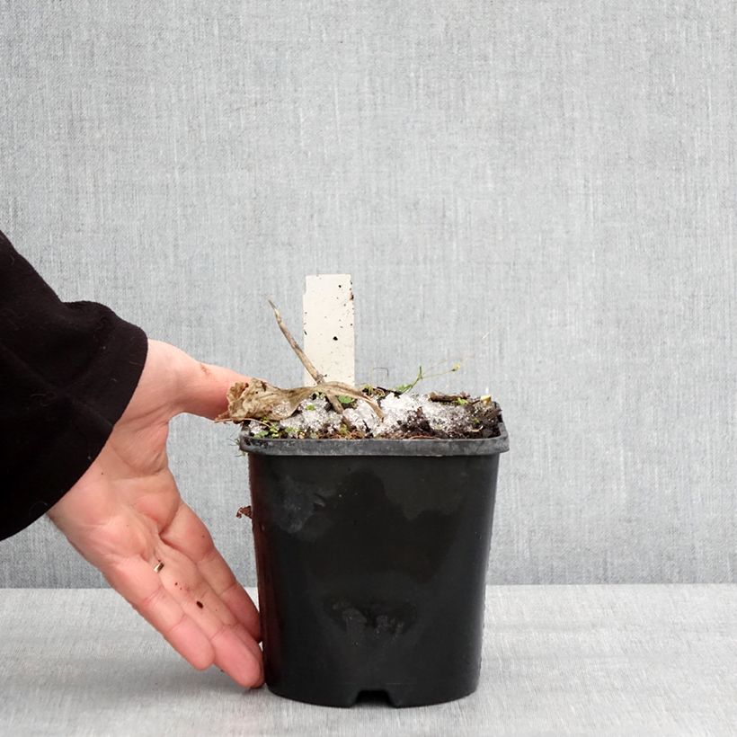 Hosta Dream Queen 1.5L/2L pot sample as delivered in winter