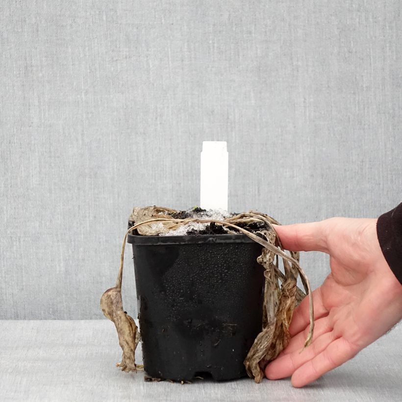 Hosta Earth Angel 1.5L/2L pot sample as delivered in winter