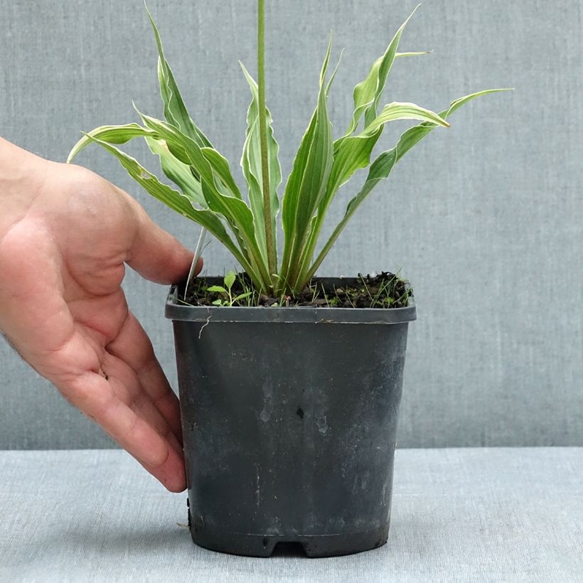 Hosta Electrocution 1.5L/2L pot sample as delivered in summer