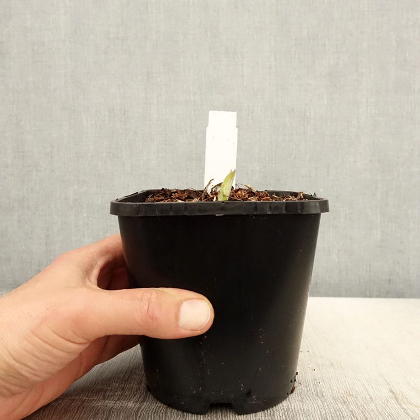 Hosta Enterprise 1.5L/2L pot sample as delivered in spring