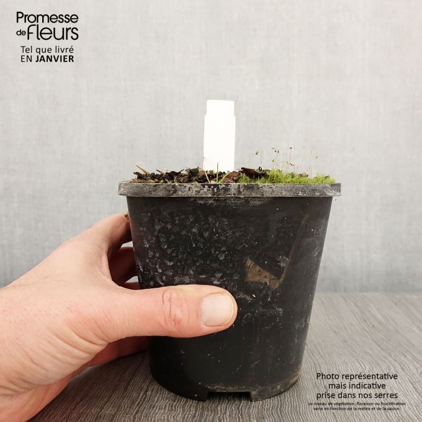 Hosta Eye Catcher 1.5L/2L pot sample as delivered in winter