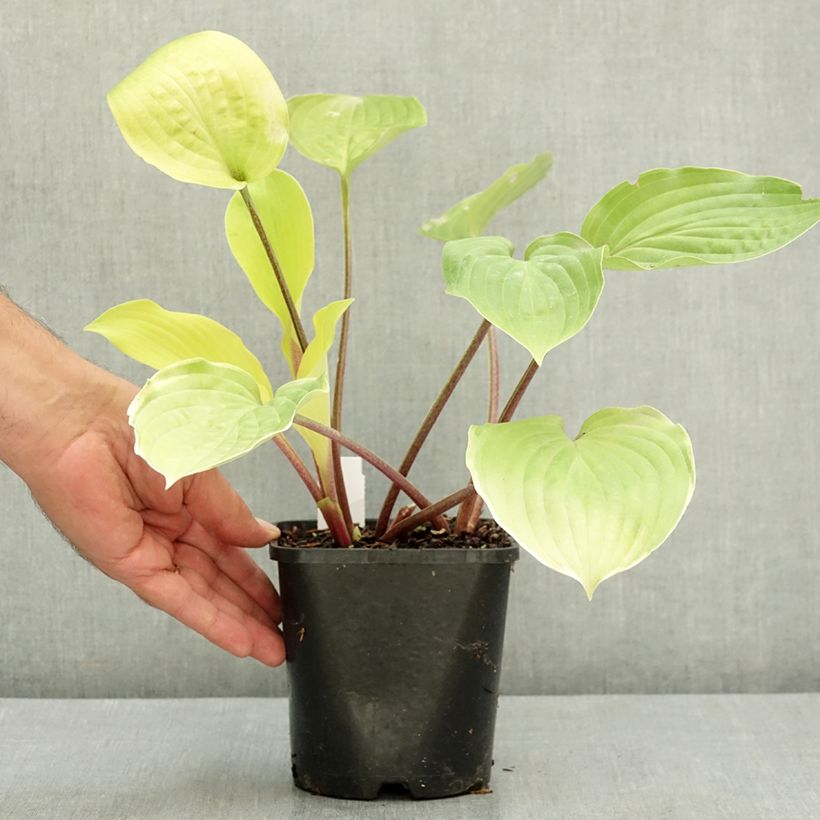 Hosta fire Island 2L/3L pot sample as delivered in summer