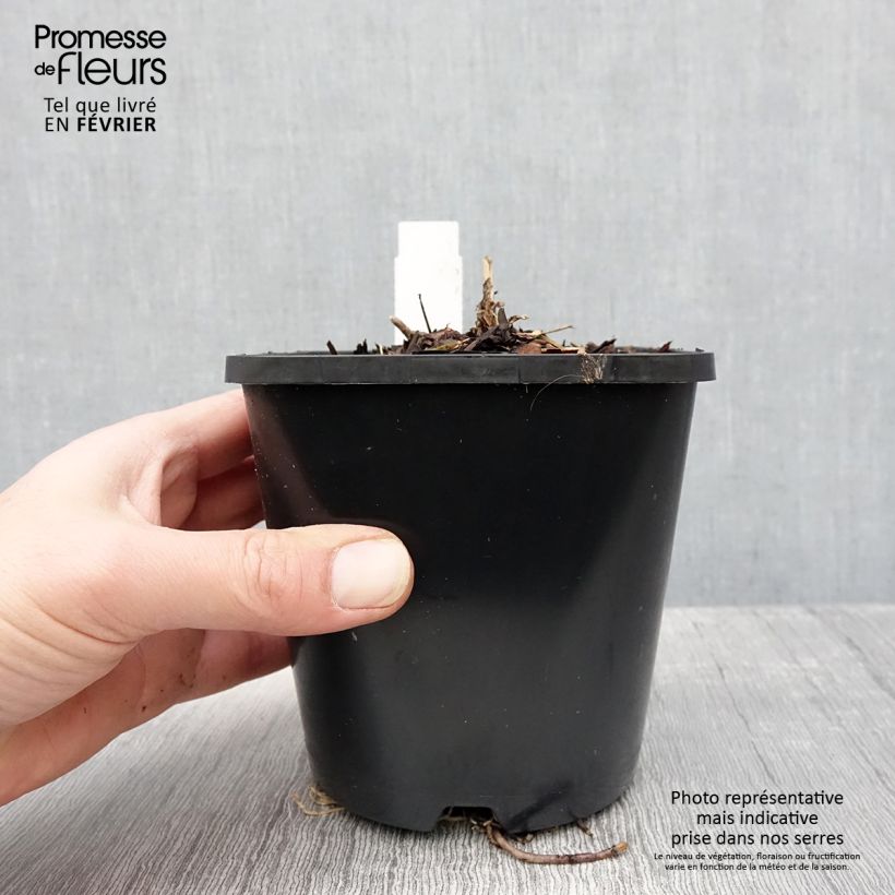 Hosta First Blush 1.5L/2L pot sample as delivered in winter