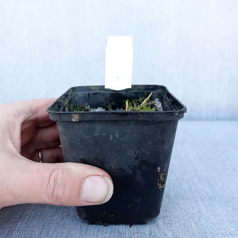 Hosta Fragrant Fire 8/9 cm pot sample as delivered in winter