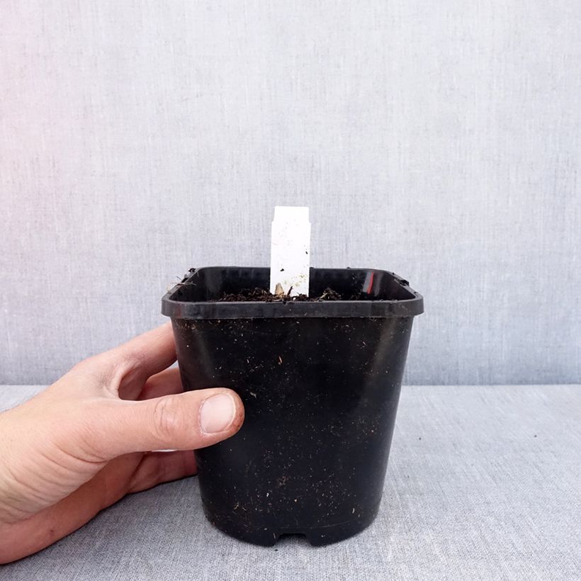 Hosta Frosted Mouse Ears - Plantain Lily 1.5L/2L pot sample as delivered in spring