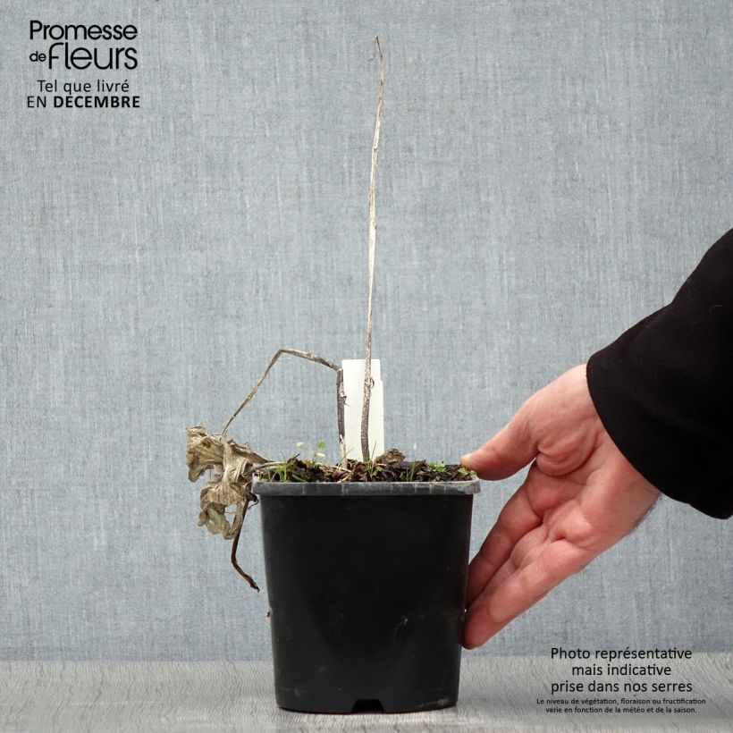 Hosta Frosted Raspberry 1.5L/2L pot sample as delivered in winter