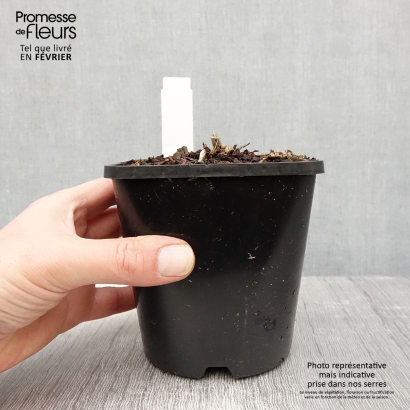 Hosta Goldbrook Glimmer 1.5L/2L pot sample as delivered in winter