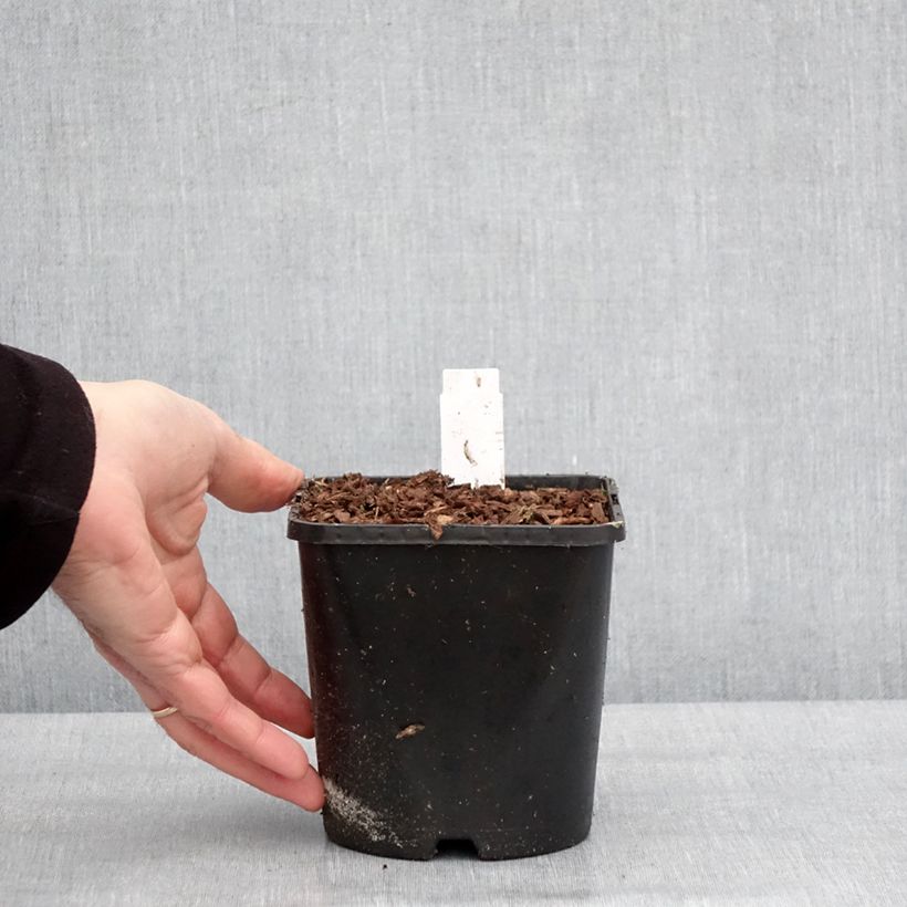 Hosta Golden Needles 1.5L/2L pot sample as delivered in winter