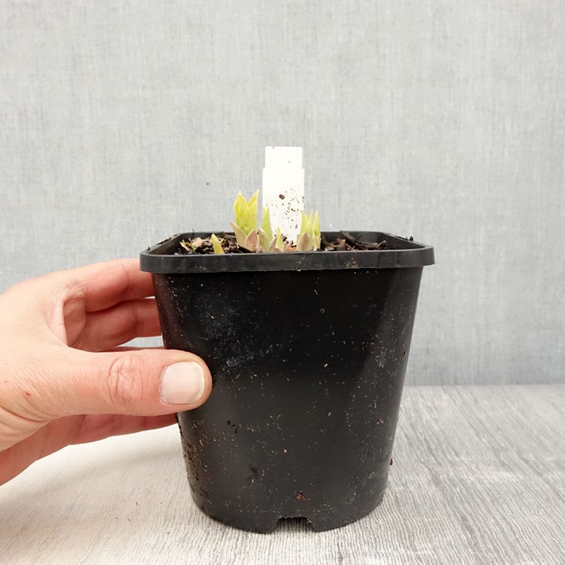 Hosta Golden Needles 1.5L/2L pot sample as delivered in spring