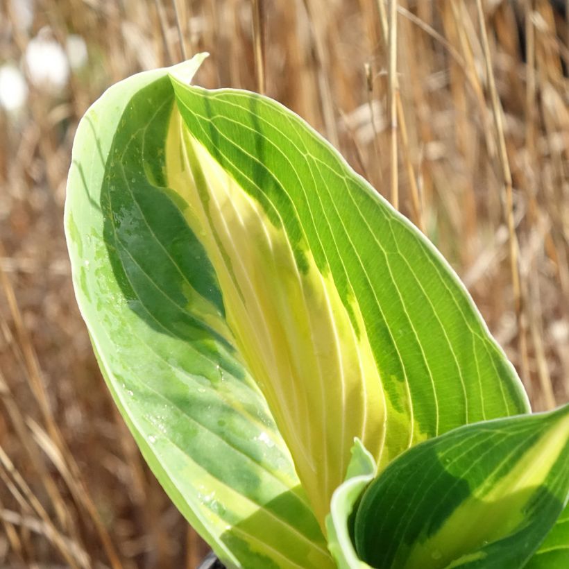 Hosta sieboldiana Great Expectations (Foliage)