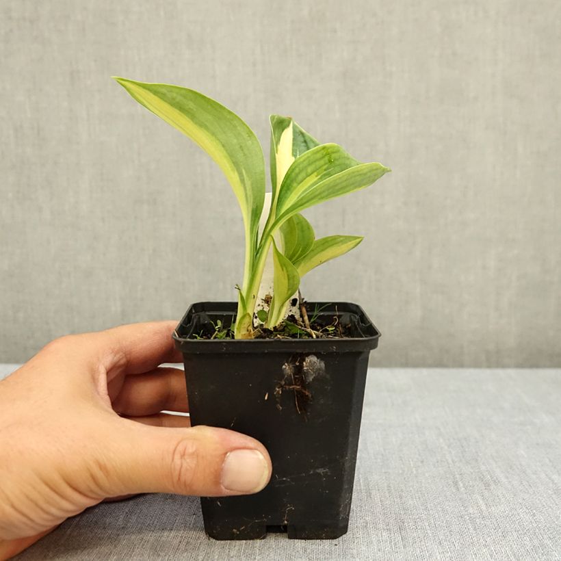 Hosta sieboldiana Great Expectations 8/9 cm pot sample as delivered in summer