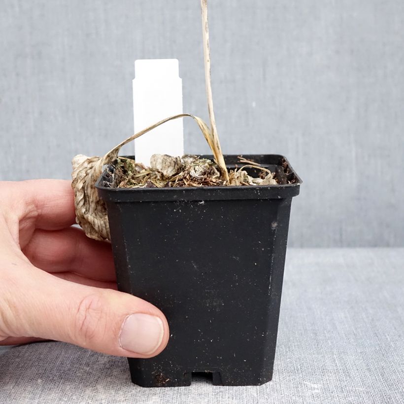 Hosta sieboldiana Great Expectations 8/9 cm pot sample as delivered in winter