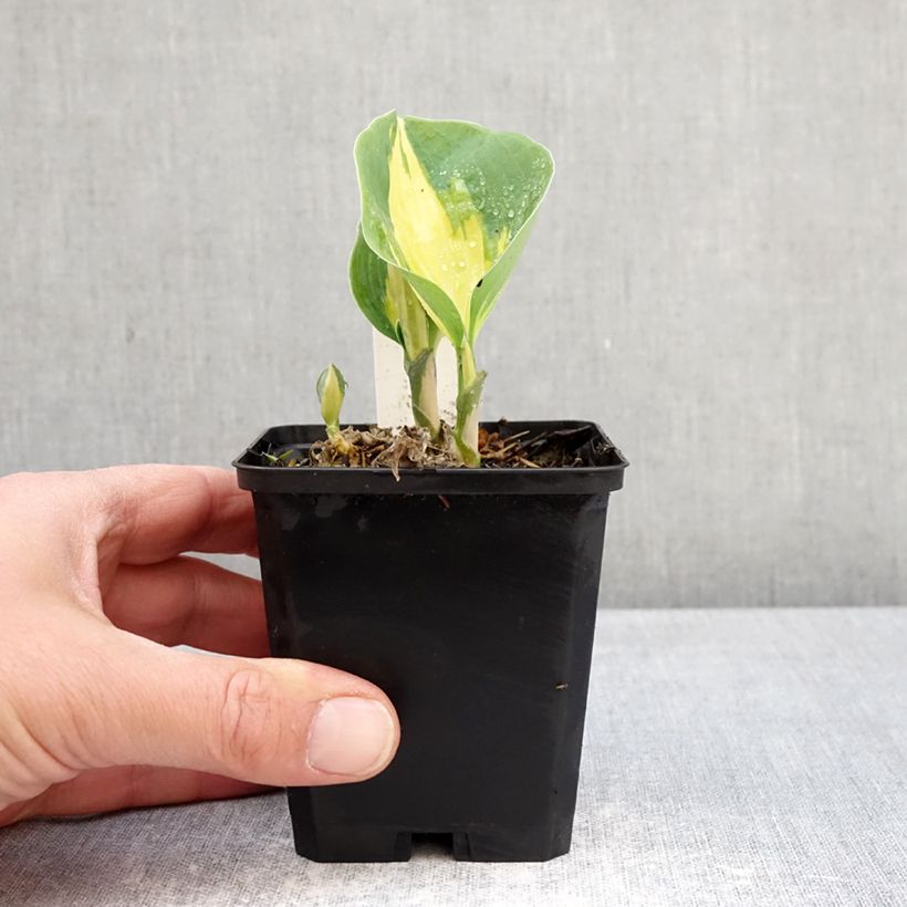 Hosta sieboldiana Great Expectations 8/9 cm pot sample as delivered in spring