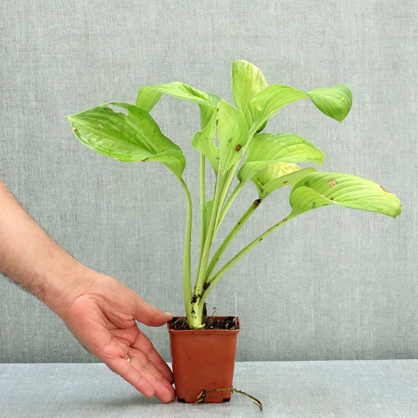 Hosta Guacamole 8/9 cm pot sample as delivered in summer