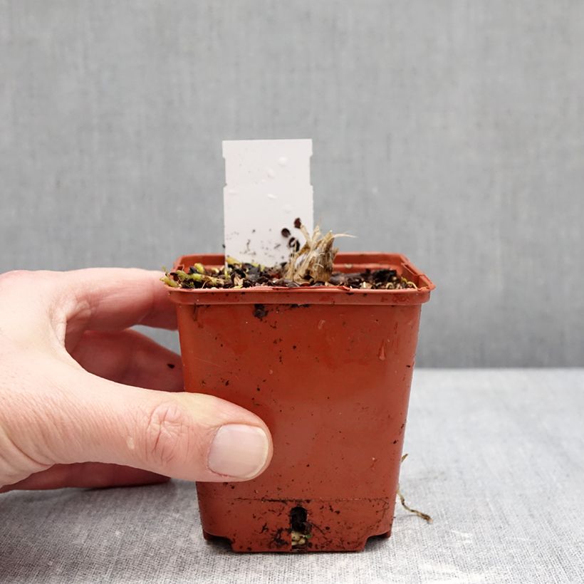 Hosta Guacamole 8/9 cm pot sample as delivered in winter