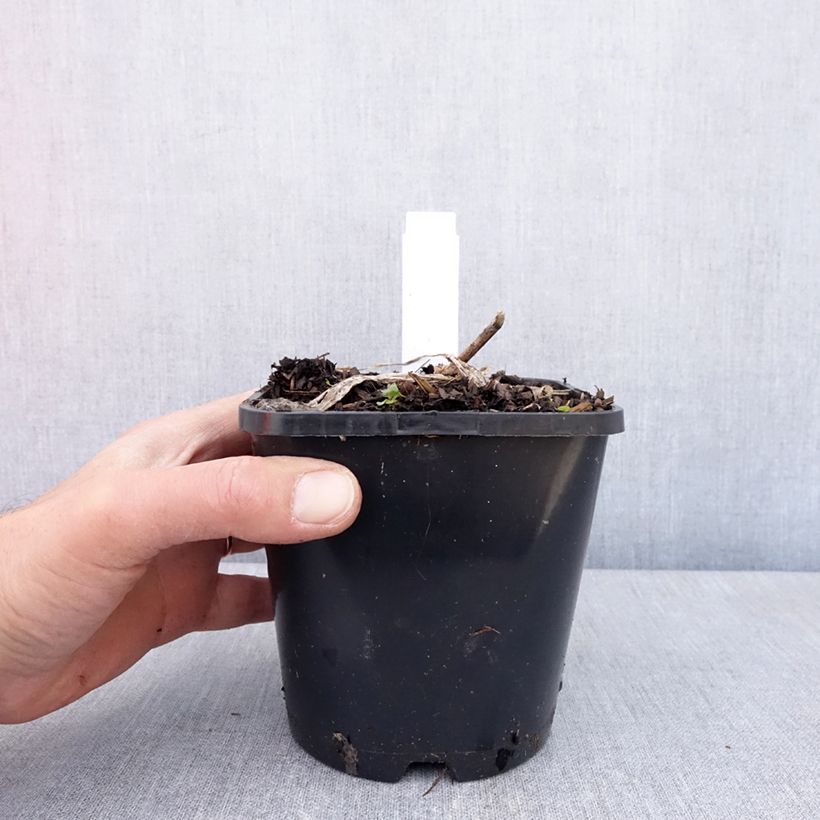 Hosta  Guardian Angel - Plantain Lily 1.5L/2L pot sample as delivered in spring