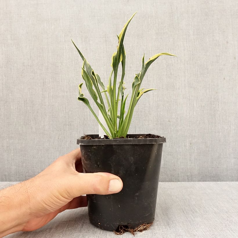Hosta  Hands Up - Plantain Lily 1.5L/2L pot sample as delivered in autumn