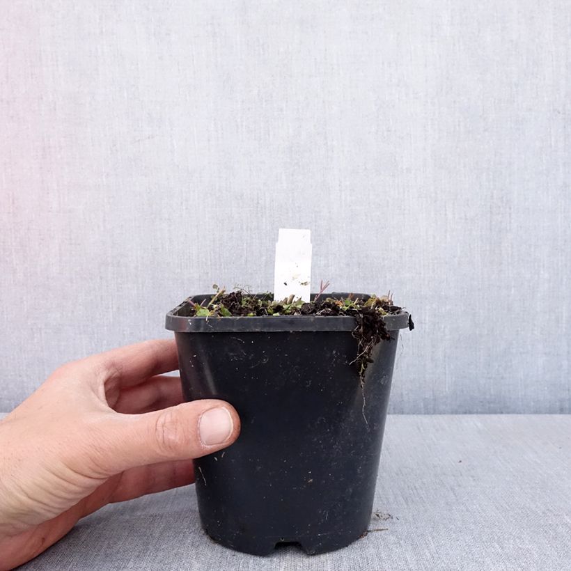 Hosta  Hands Up - Plantain Lily 1.5L/2L pot sample as delivered in spring