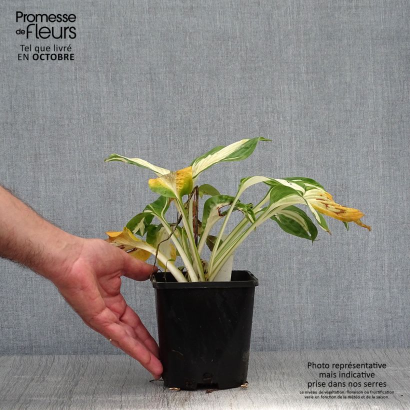 Hosta Hans 1.5L/2L pot sample as delivered in autumn