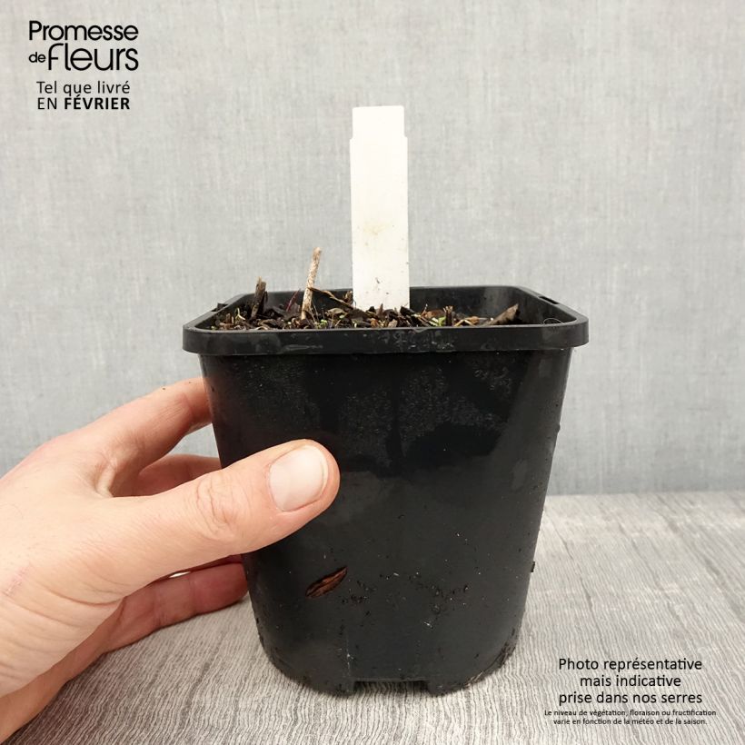 Hosta Harry Van Trier 1.5L/2L pot sample as delivered in winter