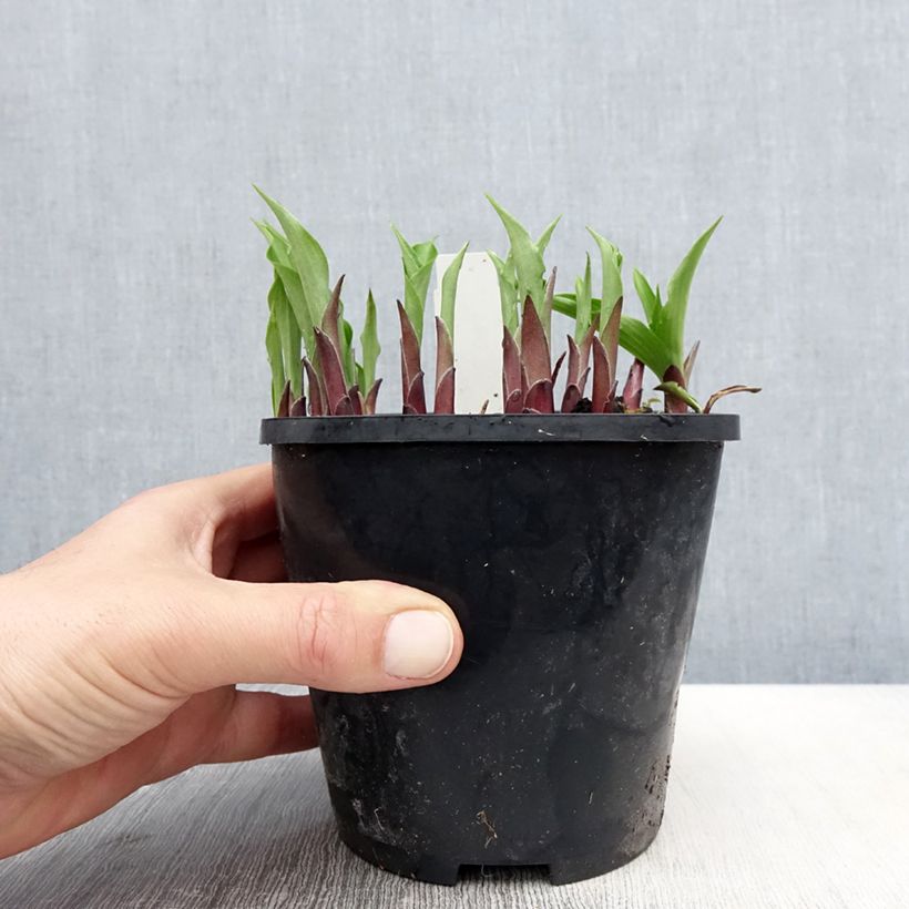 Hosta Harry Van Trier 1.5L/2L pot sample as delivered in spring