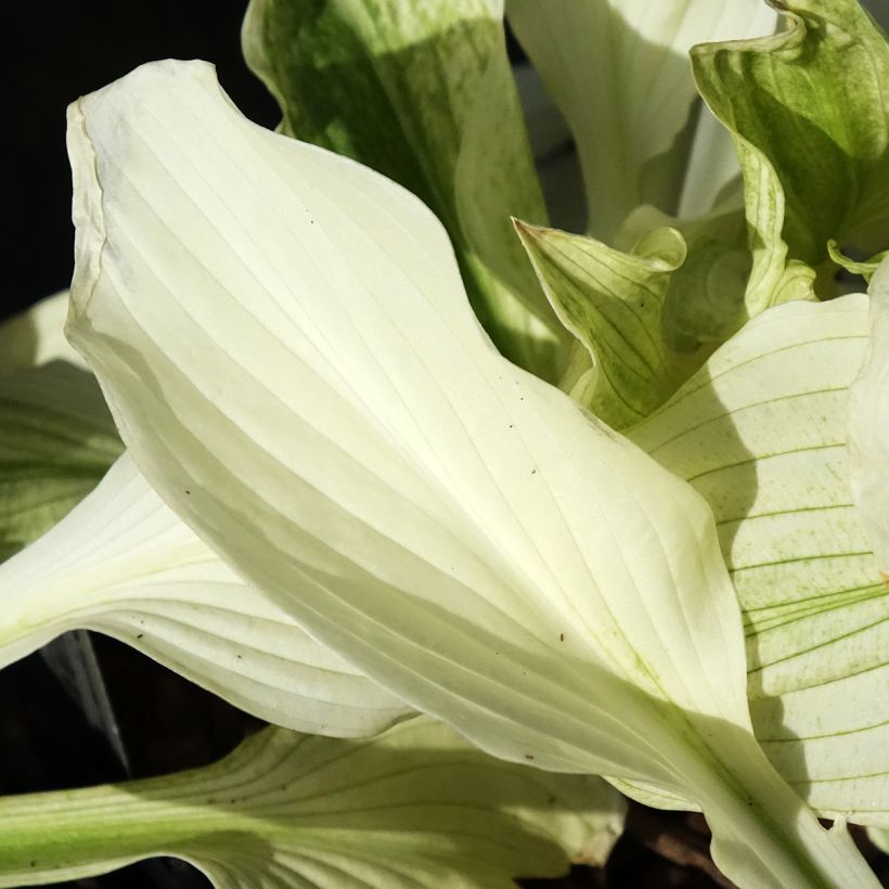 Hosta Improved White Feather (Foliage)