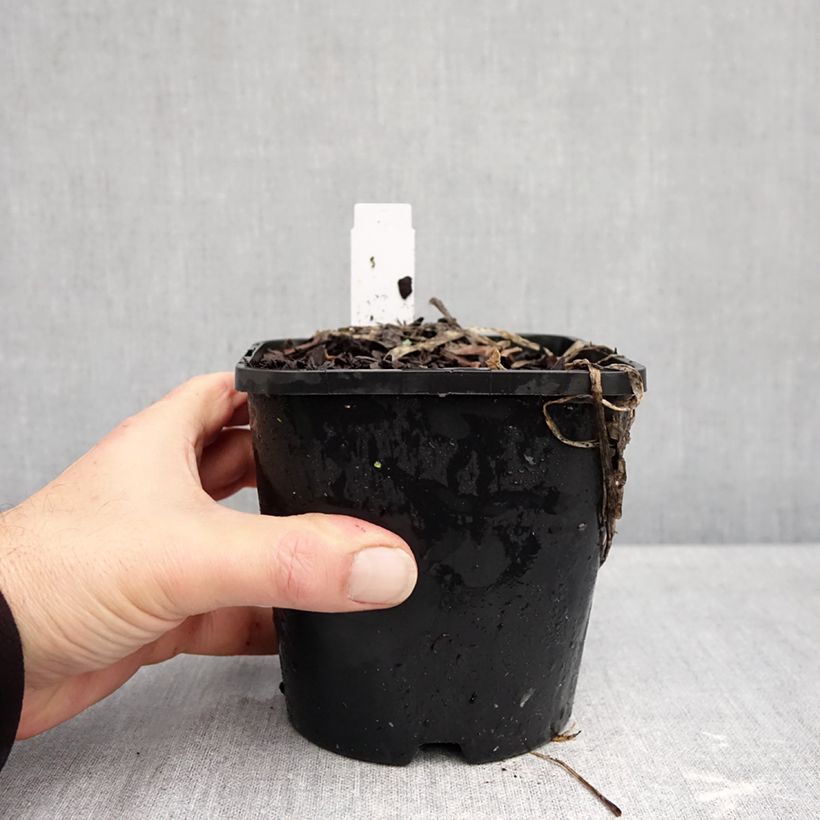 Hosta Improved White Feather 1.5L/2L pot sample as delivered in autumn