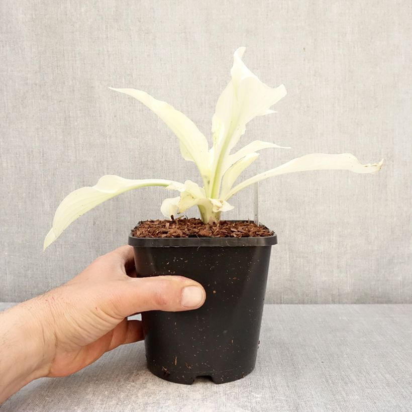 Hosta Improved White Feather 1.5L/2L pot sample as delivered in spring