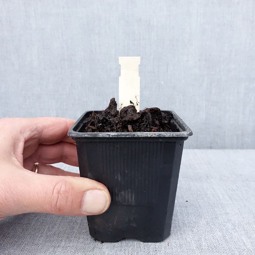 Hosta June 8/9 cm pot sample as delivered in winter