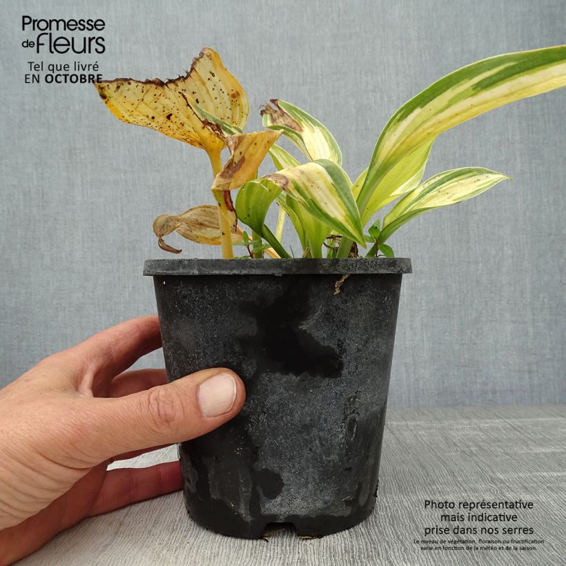 Hosta June 1.5L/2L pot sample as delivered in autumn