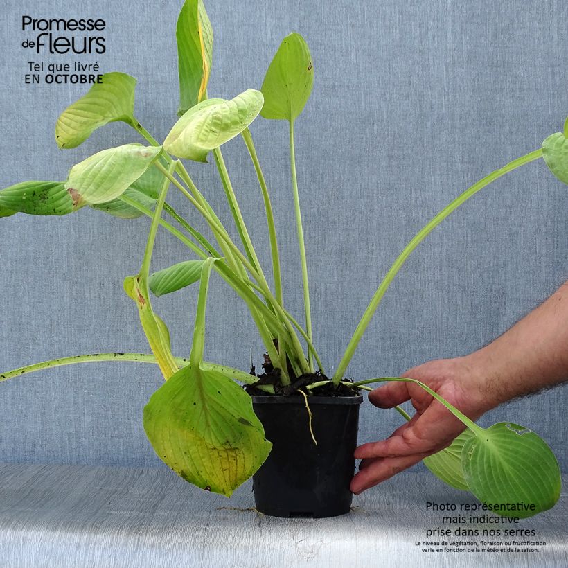 Hosta Ki Ren Jyaku 1.5L/2L pot sample as delivered in autumn