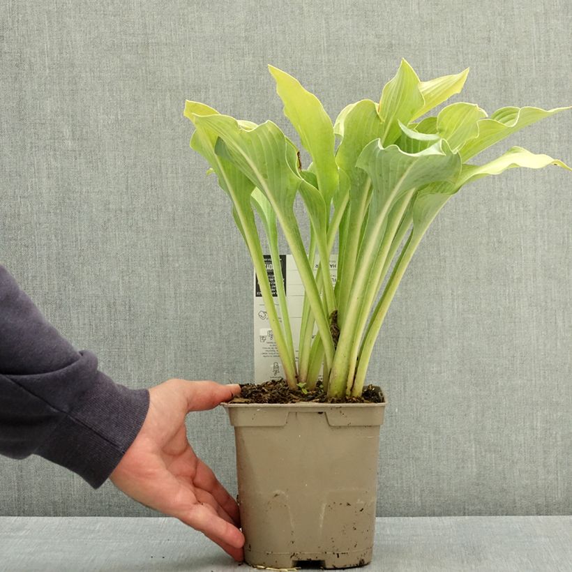 Hosta Krossa Regal Pot de 2L/3L sample as delivered in summer