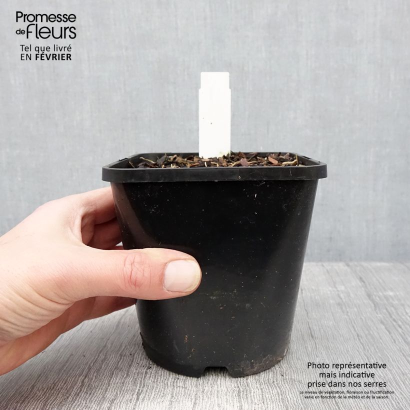 Hosta Lady in Red 1.5L/2L pot sample as delivered in winter