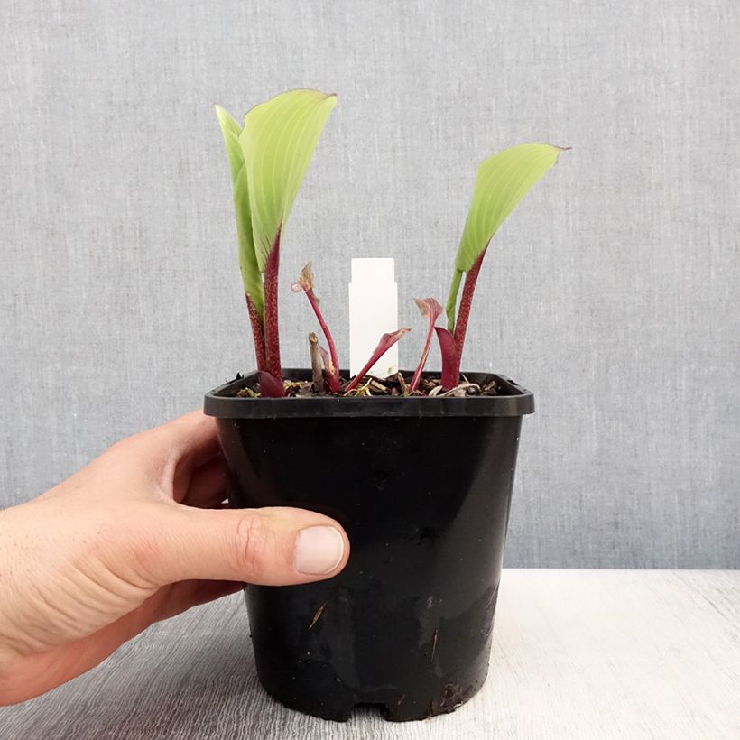 Hosta Lady in Red 1.5L/2L pot sample as delivered in spring