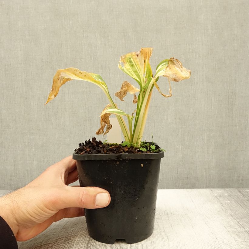 Hosta Lakeside Paisley Print 1.5L/2L pot sample as delivered in autumn