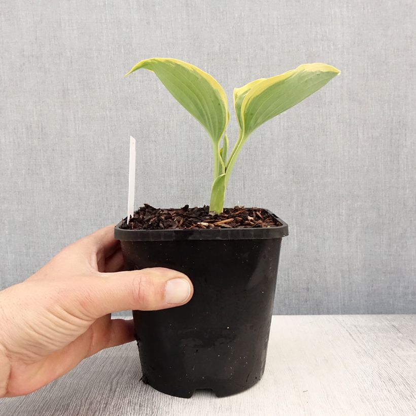 Hosta Liberty 1.5L/2L pot sample as delivered in spring